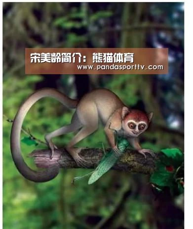 宋美龄简介:熊猫体育(图3) 熊猫体育app